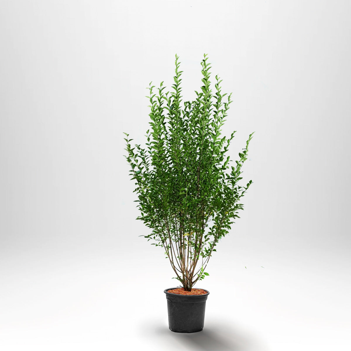 Liguster Ovalifolium - Bredbladet - Pottedyrket - Fra 30 cm till 150 cm